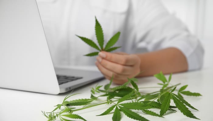 A cannabis business leader sits at their laptop with the laptop open, and cannabis leaves around them. They hold a leaf.