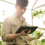 A farmer standing inside a cannabis greenhouse and reviewing information on a tablet while holding a flower.
