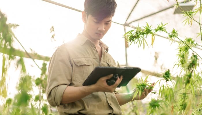 A farmer standing inside a cannabis greenhouse and reviewing information on a tablet while holding a flower.