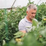 A mature veteran analyzing plant progress in a crowded greenhouse environment. He is intently focused on the plants.