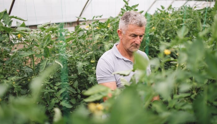 A mature veteran analyzing plant progress in a crowded greenhouse environment. He is intently focused on the plants.