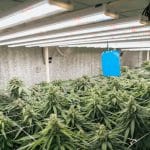 An elevated view of several cannabis plants growing together under bright lighting in an enclosed space.