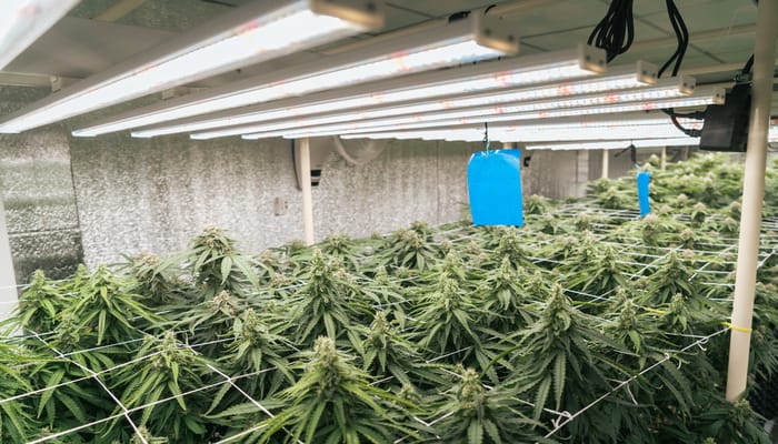An elevated view of several cannabis plants growing together under bright lighting in an enclosed space.