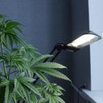 A marijuana plant grows in a room near a window with sunlight shinning in and two lamps providing light for the plant.