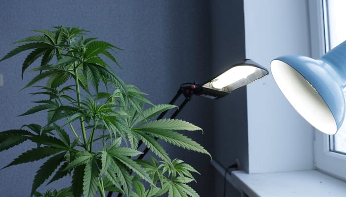 A marijuana plant grows in a room near a window with sunlight shinning in and two lamps providing light for the plant.
