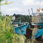 A large blue combine harvester getting ready to drive into a hemp field. There is a woman with a sun hat operating it.