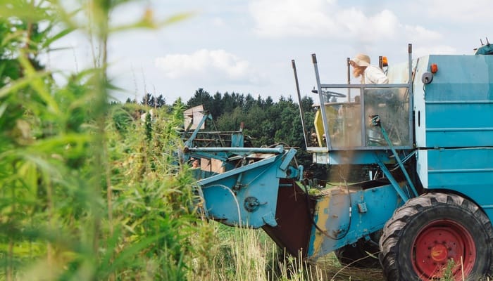 Home 7 A large blue combine harvester getting ready to drive into a hemp field. There is a woman with a sun hat operating it.