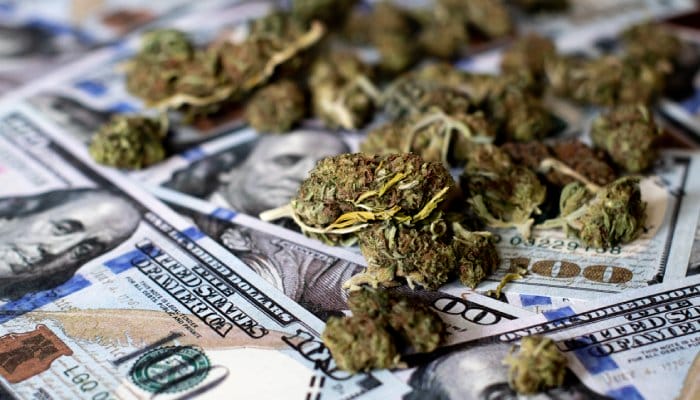 Multiple green and slightly brown cannabis buds of different sizes spread across a surface full of blue $100 bills.