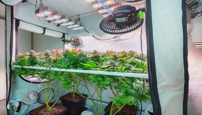 An indoor grow tent with green plants under red and blue LED lights, fans for air circulation, and reflective white walls.