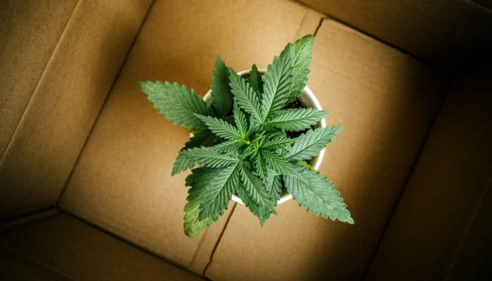 An overhead view of a green cannabis plant in a white pot, sitting inside an open brown cardboard box.