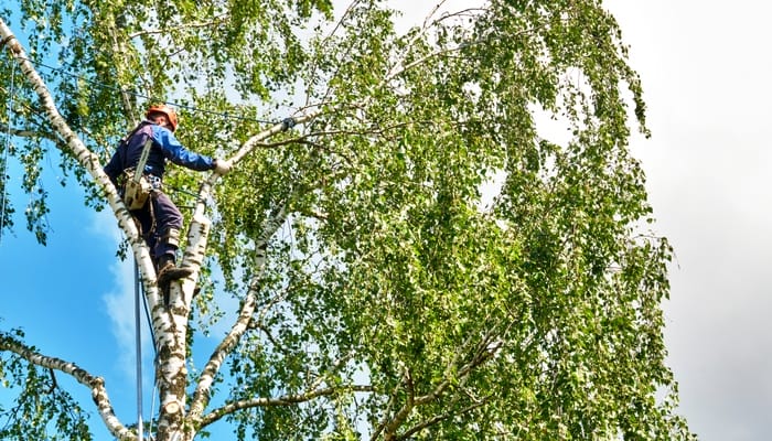 An arborist perched in a large tree on a commercial property. They're wearing proper attire and a white helmet
